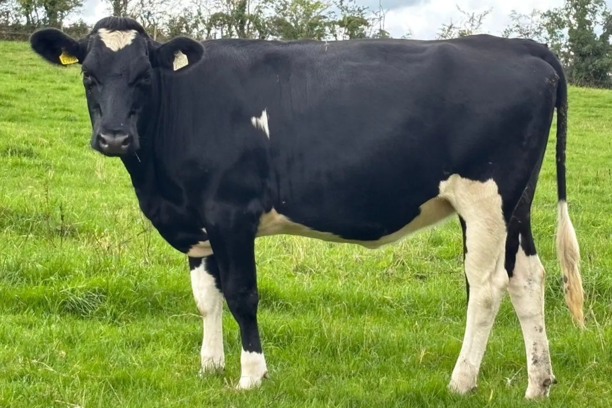 12 Spring Calving Heifers - Image 1