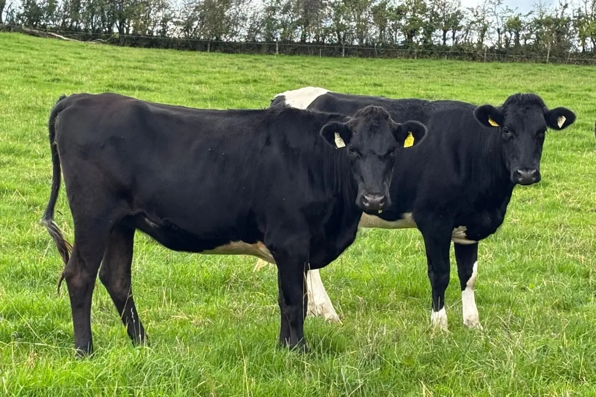 12 Spring Calving Heifers - Image 2