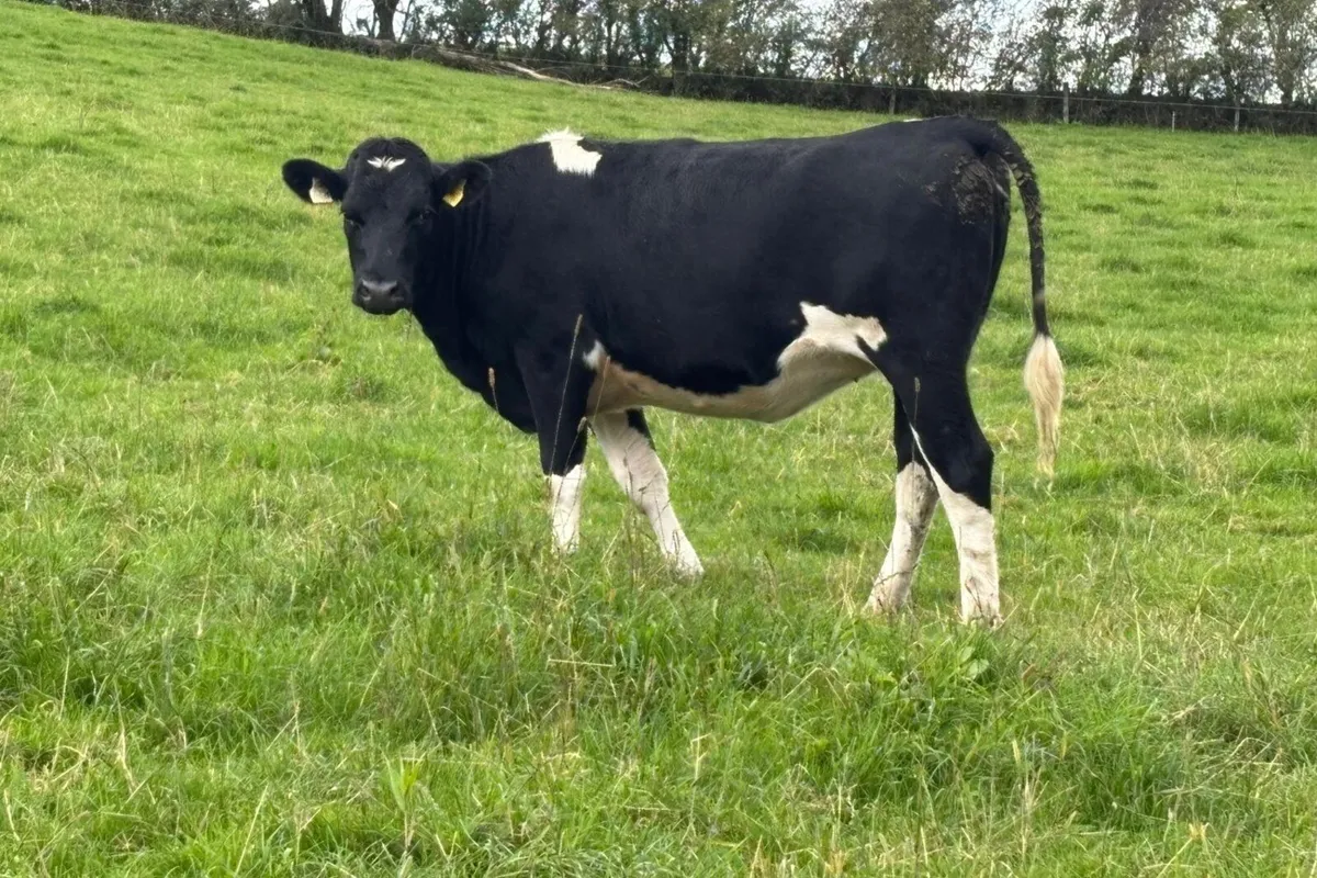 12 Spring Calving Heifers - Image 3