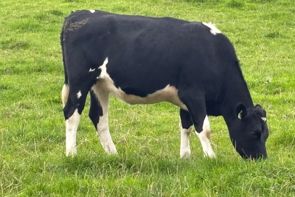 12 Spring Calving Heifers - Image 4