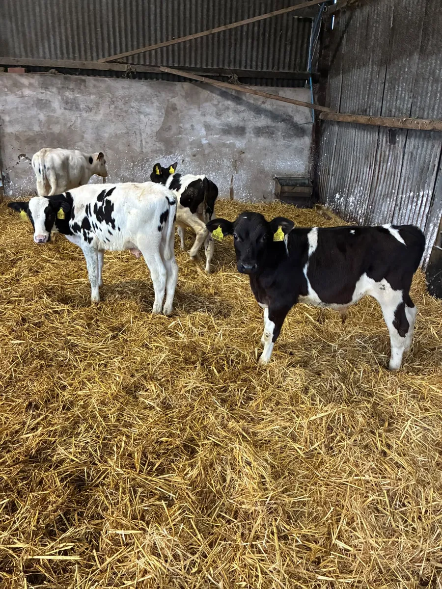 Reared Friesian bulls - Image 4