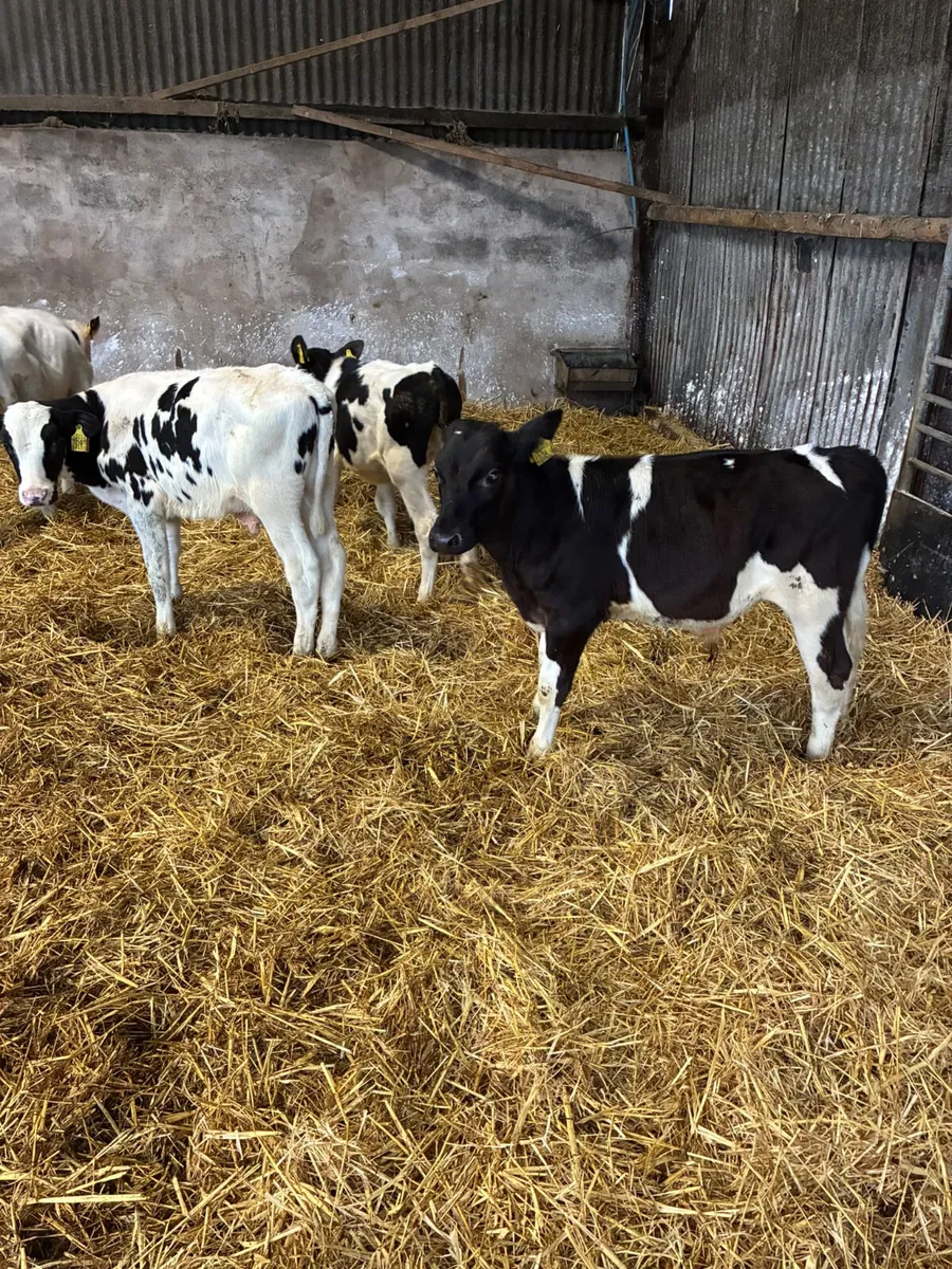 Reared Friesian bulls - Image 2