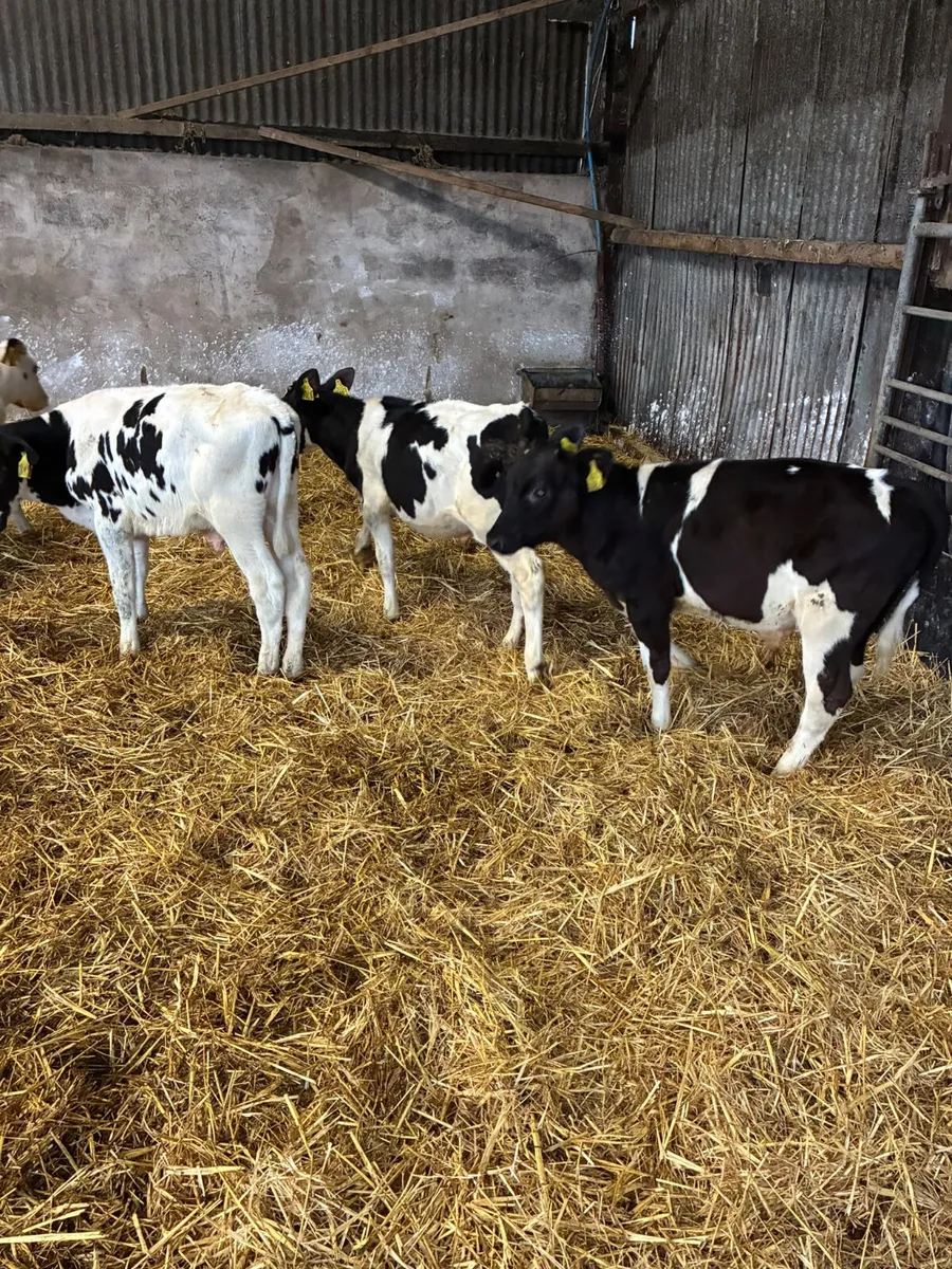 Reared Friesian bulls - Image 1