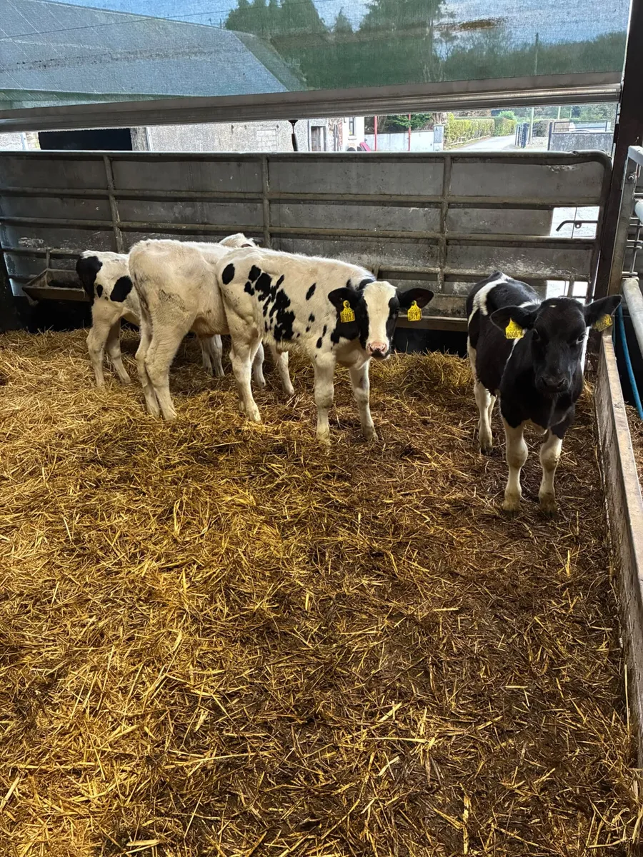 Reared Friesian bulls - Image 3