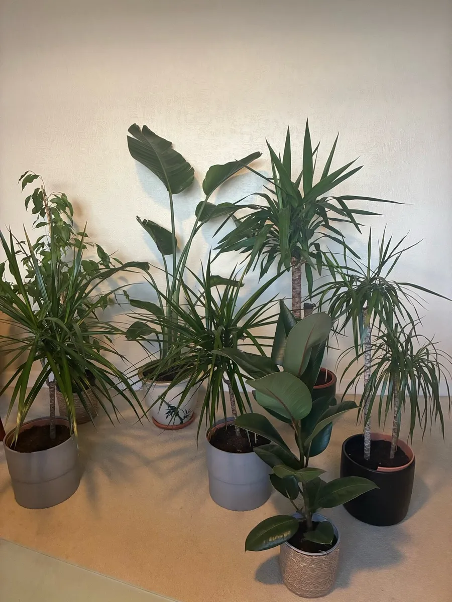 Plants - Image 1