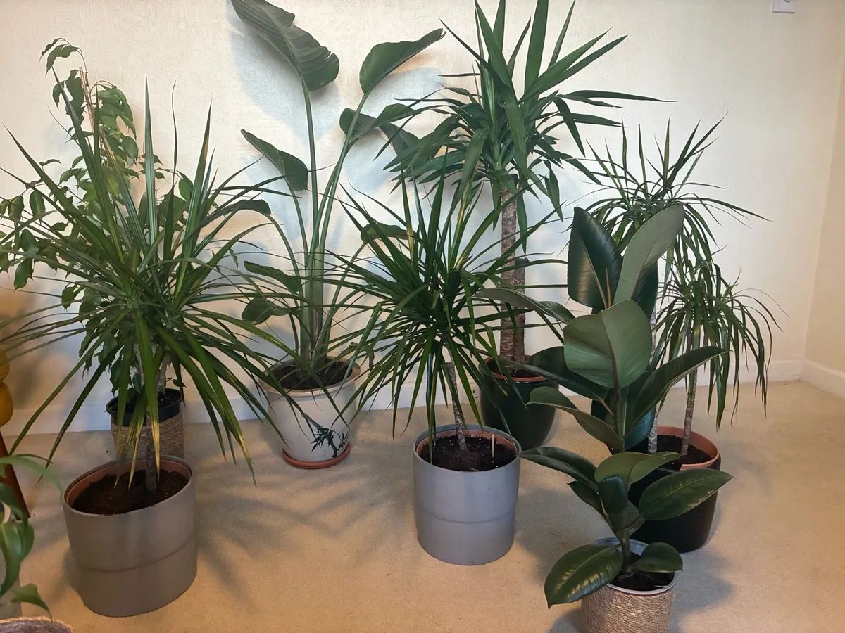 Plants - Image 2