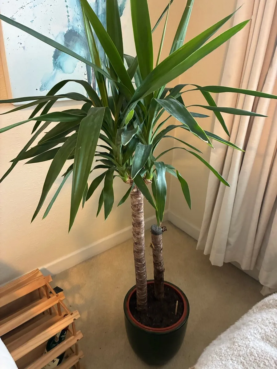 Plants - Image 3