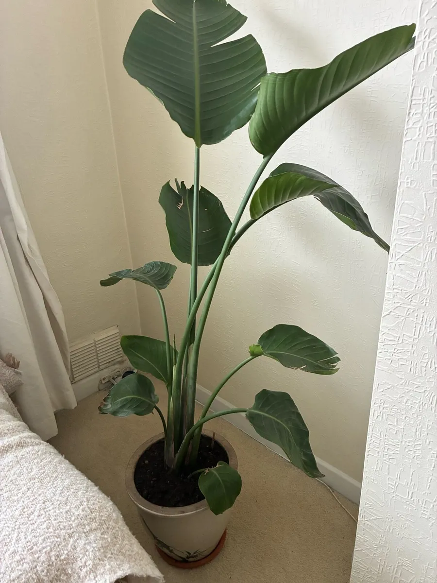 Plants - Image 4