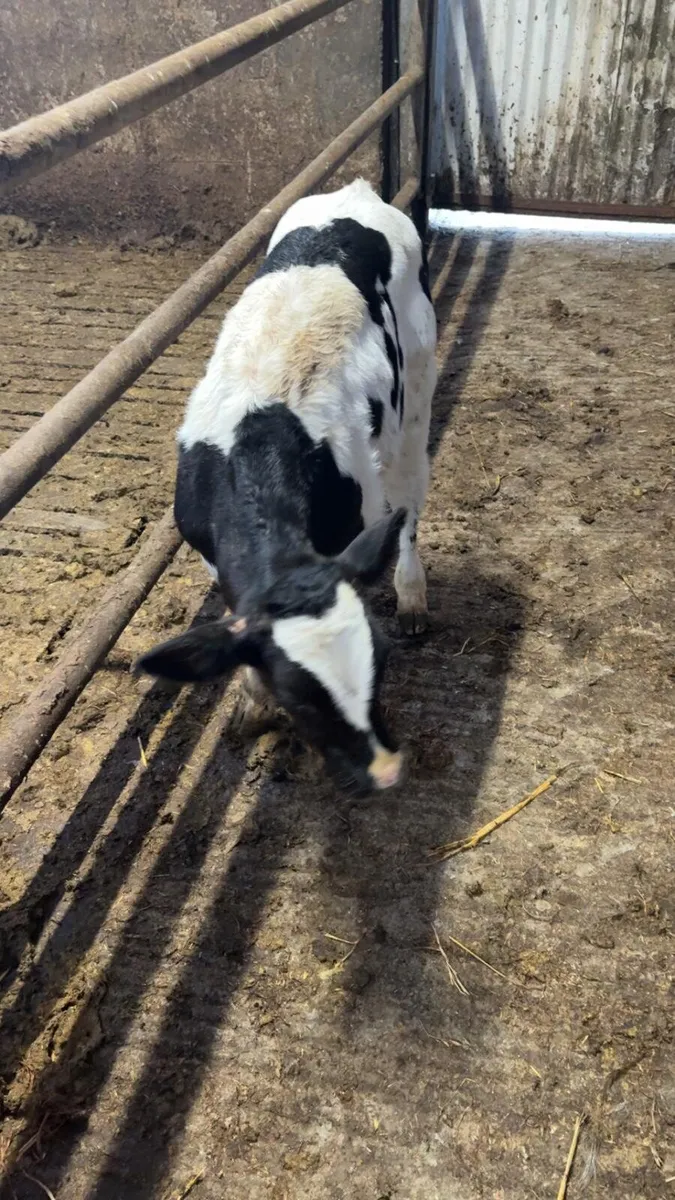 BB bull calf. - Image 1