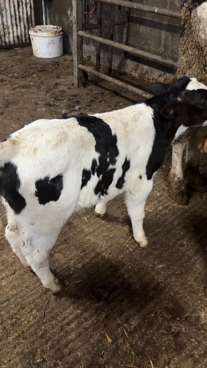 BB bull calf. - Image 2