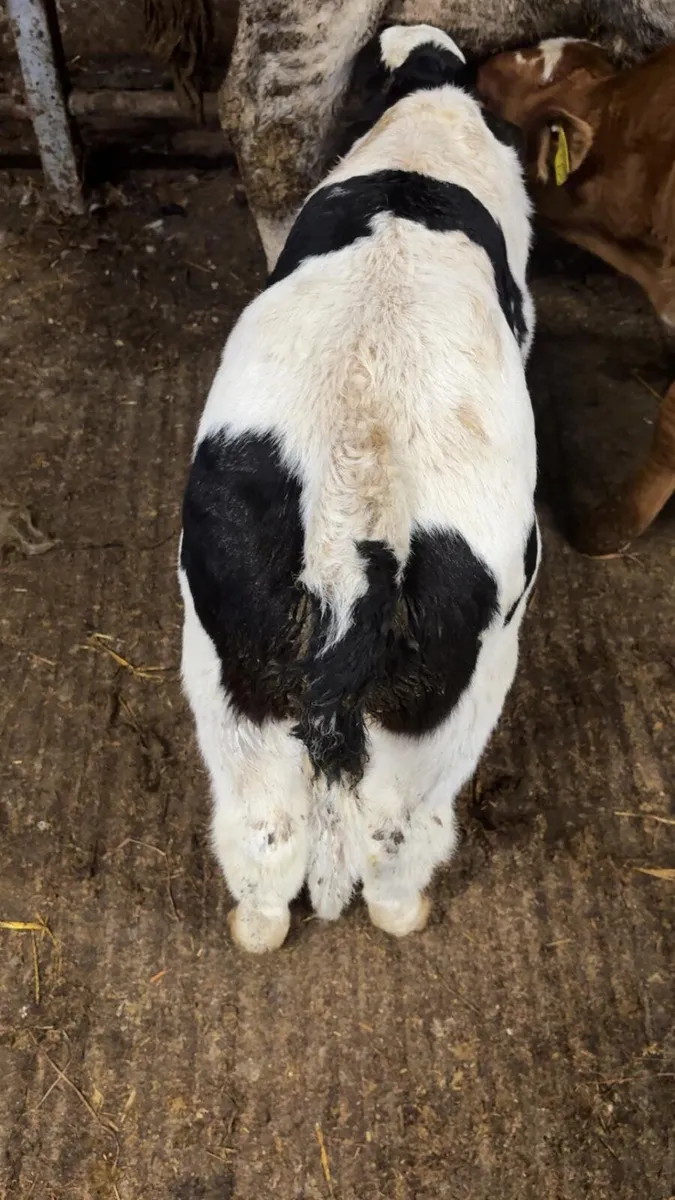 BB bull calf. - Image 3