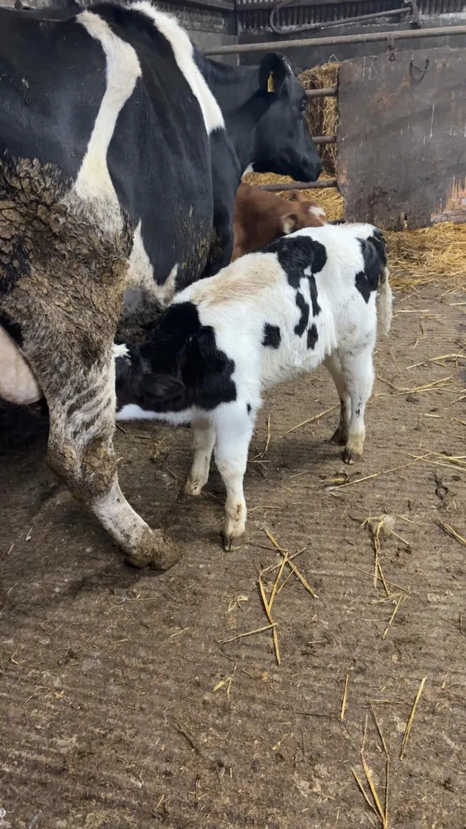 BB bull calf. - Image 4