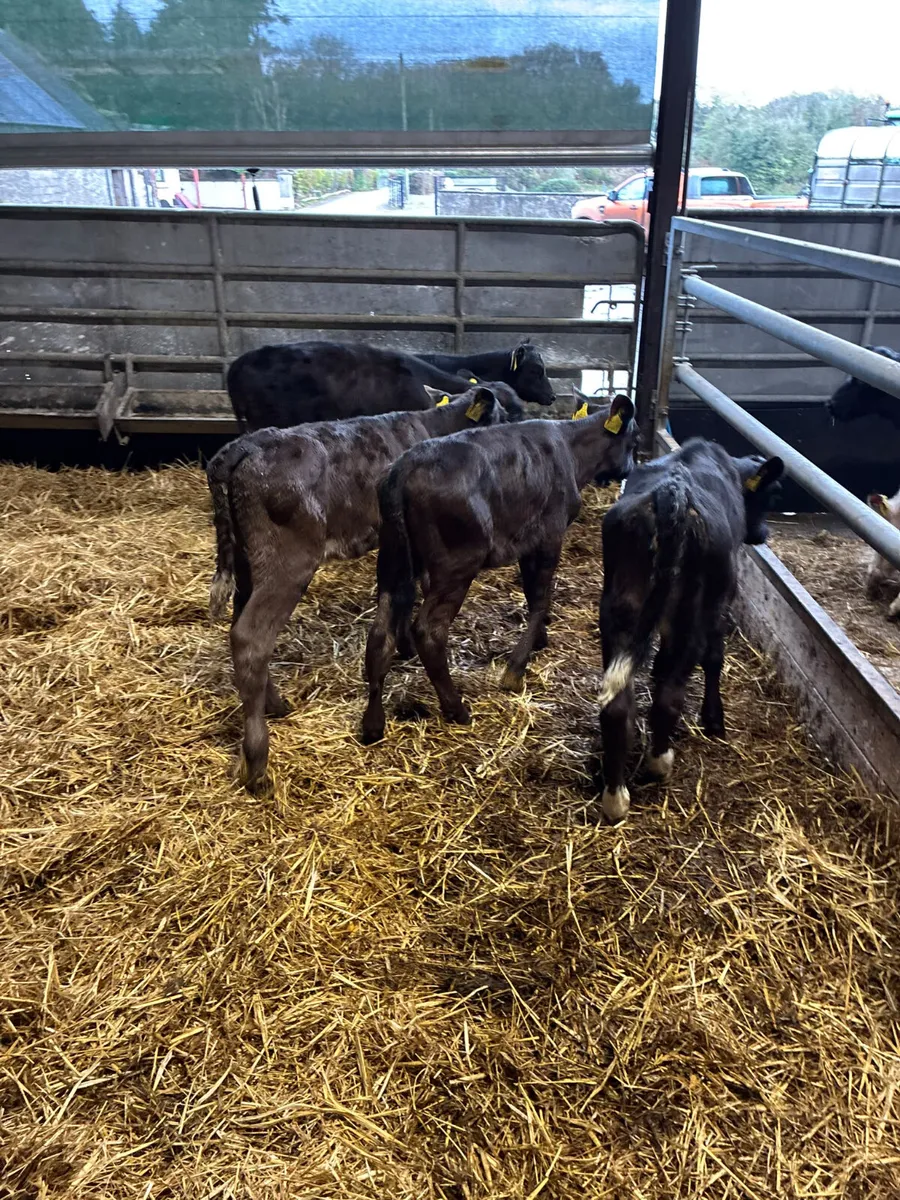 Reared Angus and lim heifers - Image 4