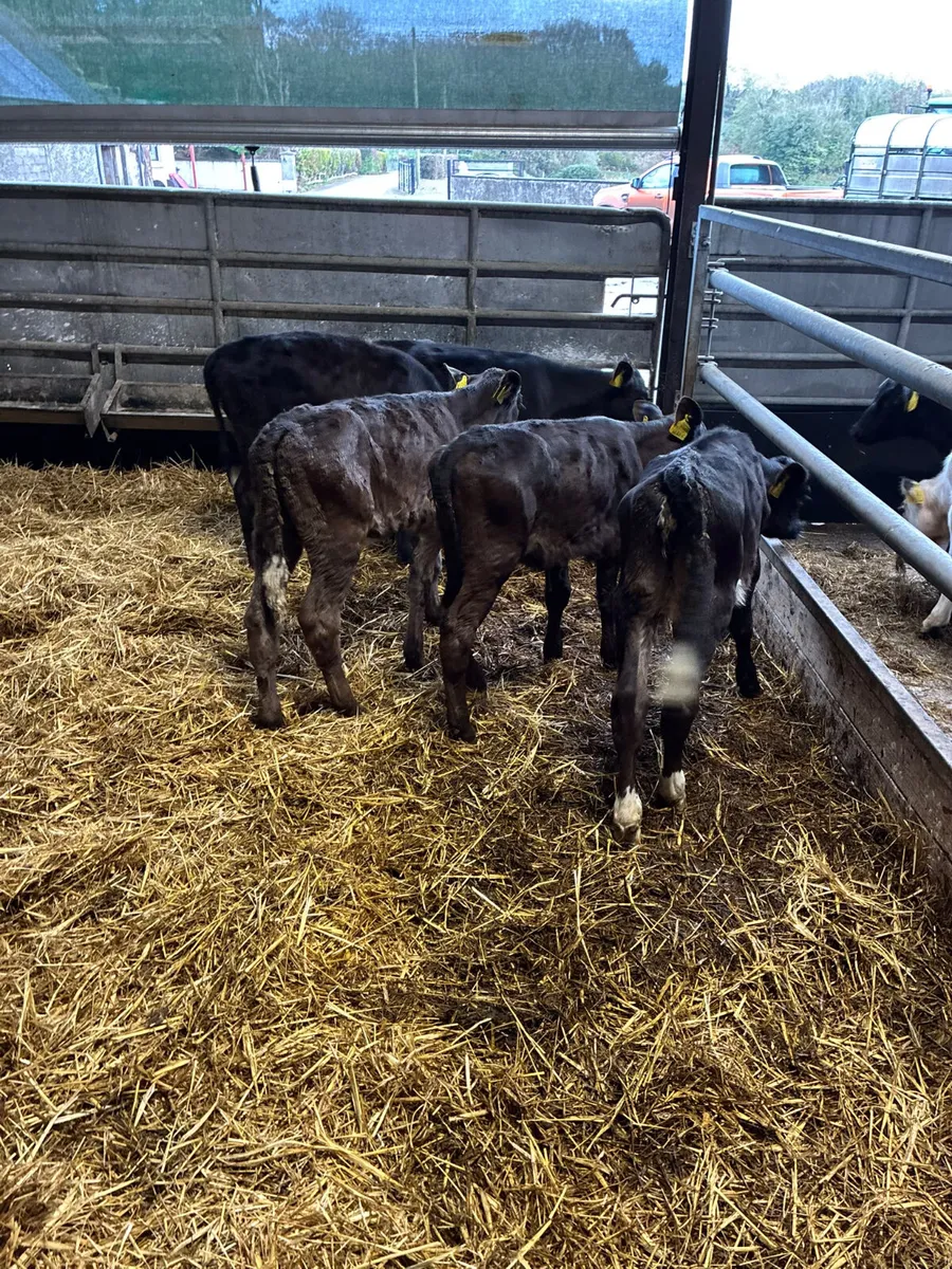 Reared Angus and lim heifers - Image 3