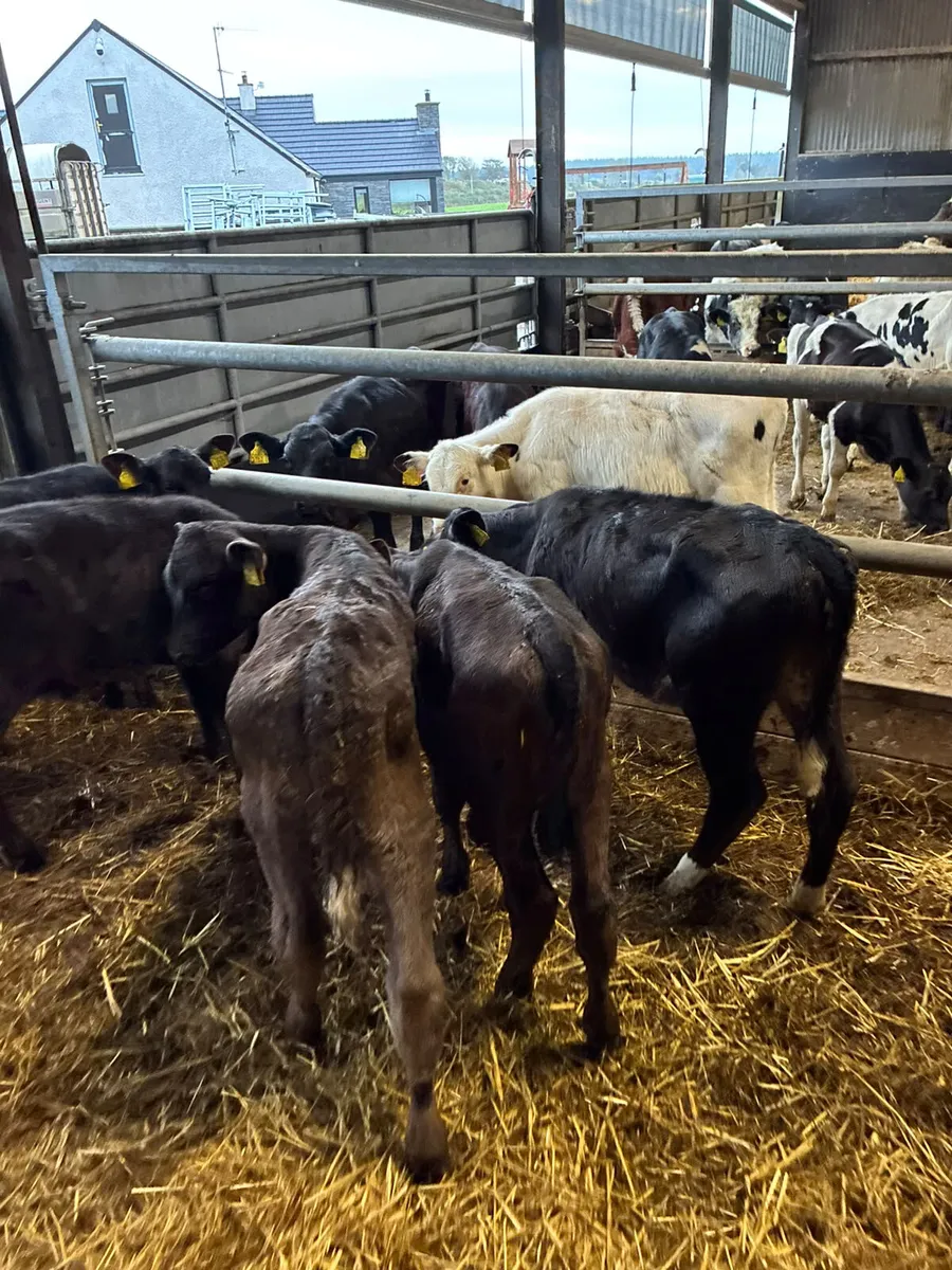 Reared Angus and lim heifers - Image 2