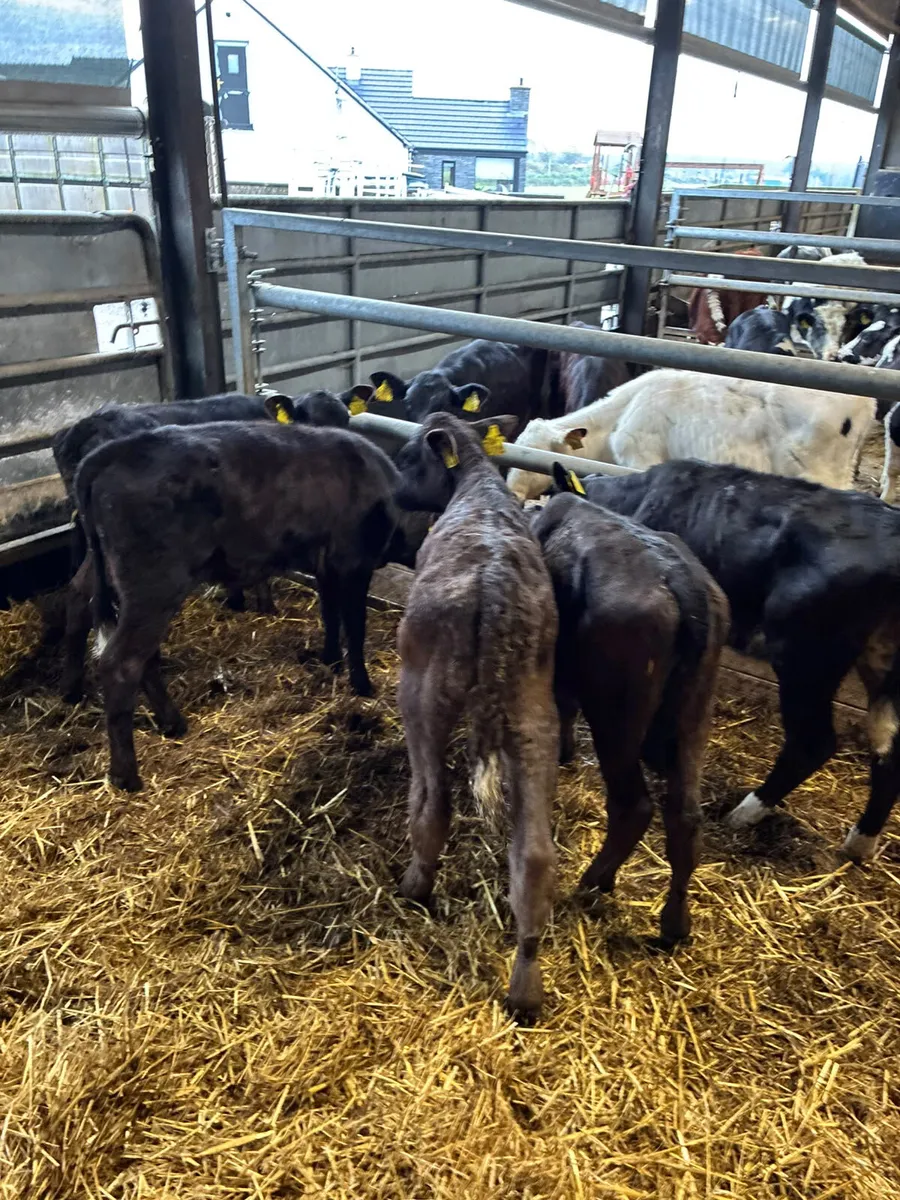 Reared Angus and lim heifers - Image 1