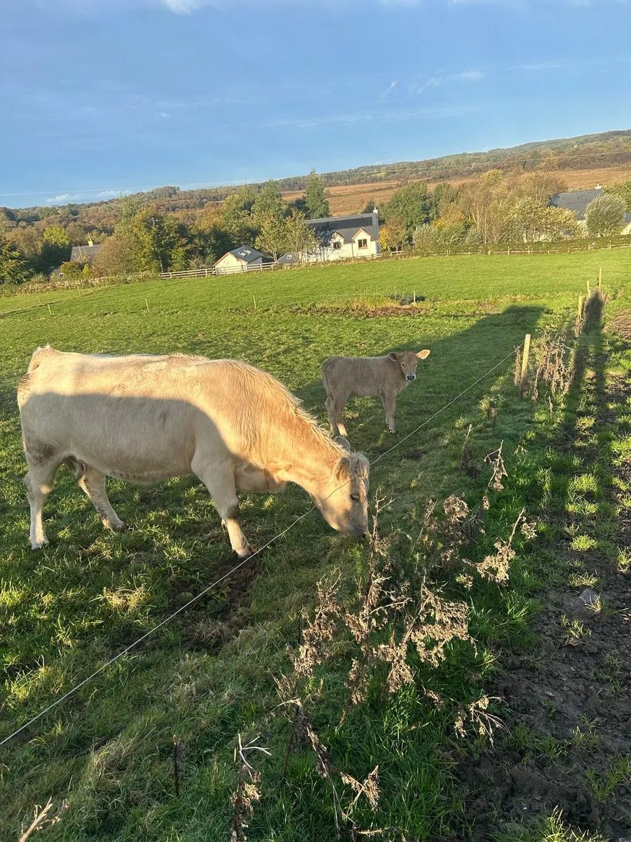 Cows with calves - Image 1