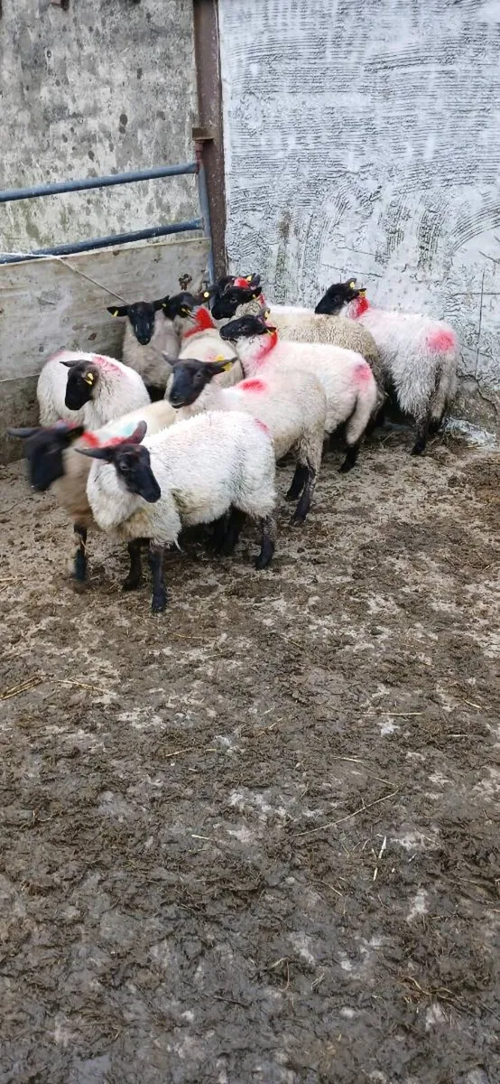 Ewe lambs - Image 1