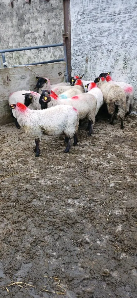 Ewe lambs - Image 2