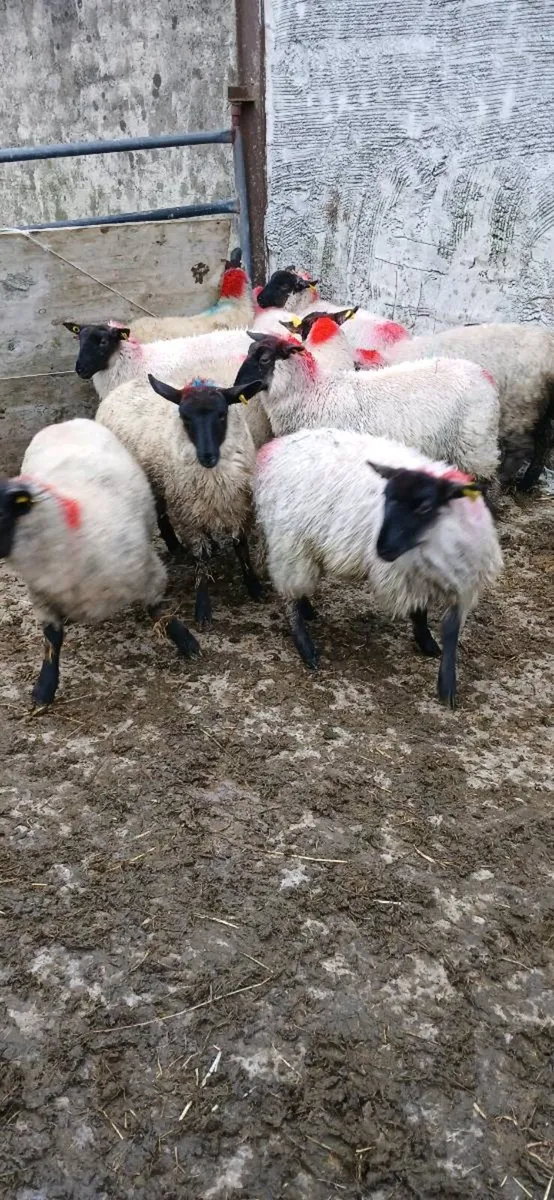 Ewe lambs - Image 3