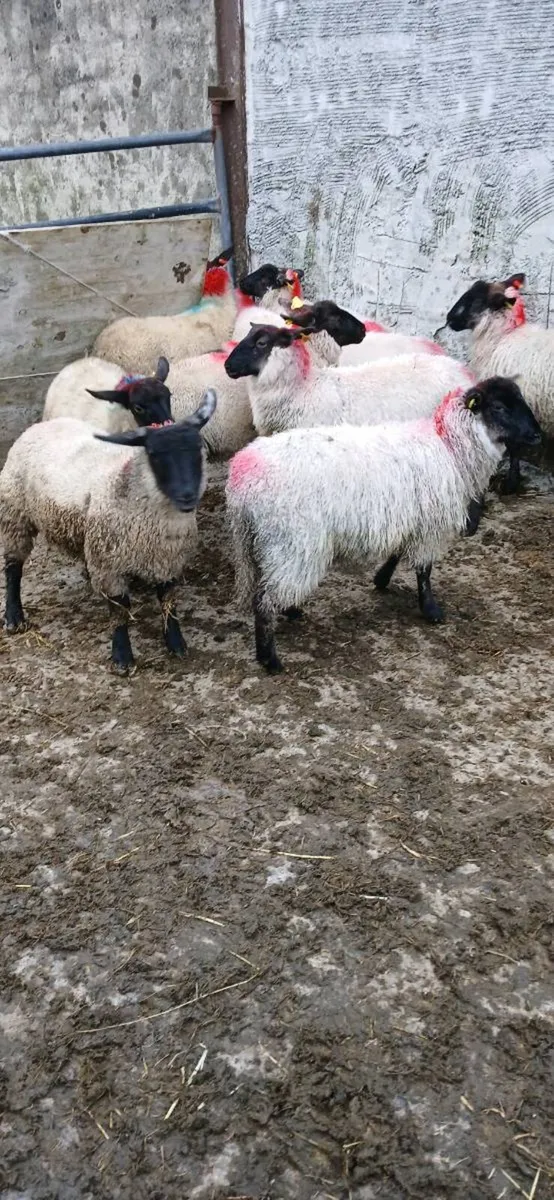 Ewe lambs - Image 4