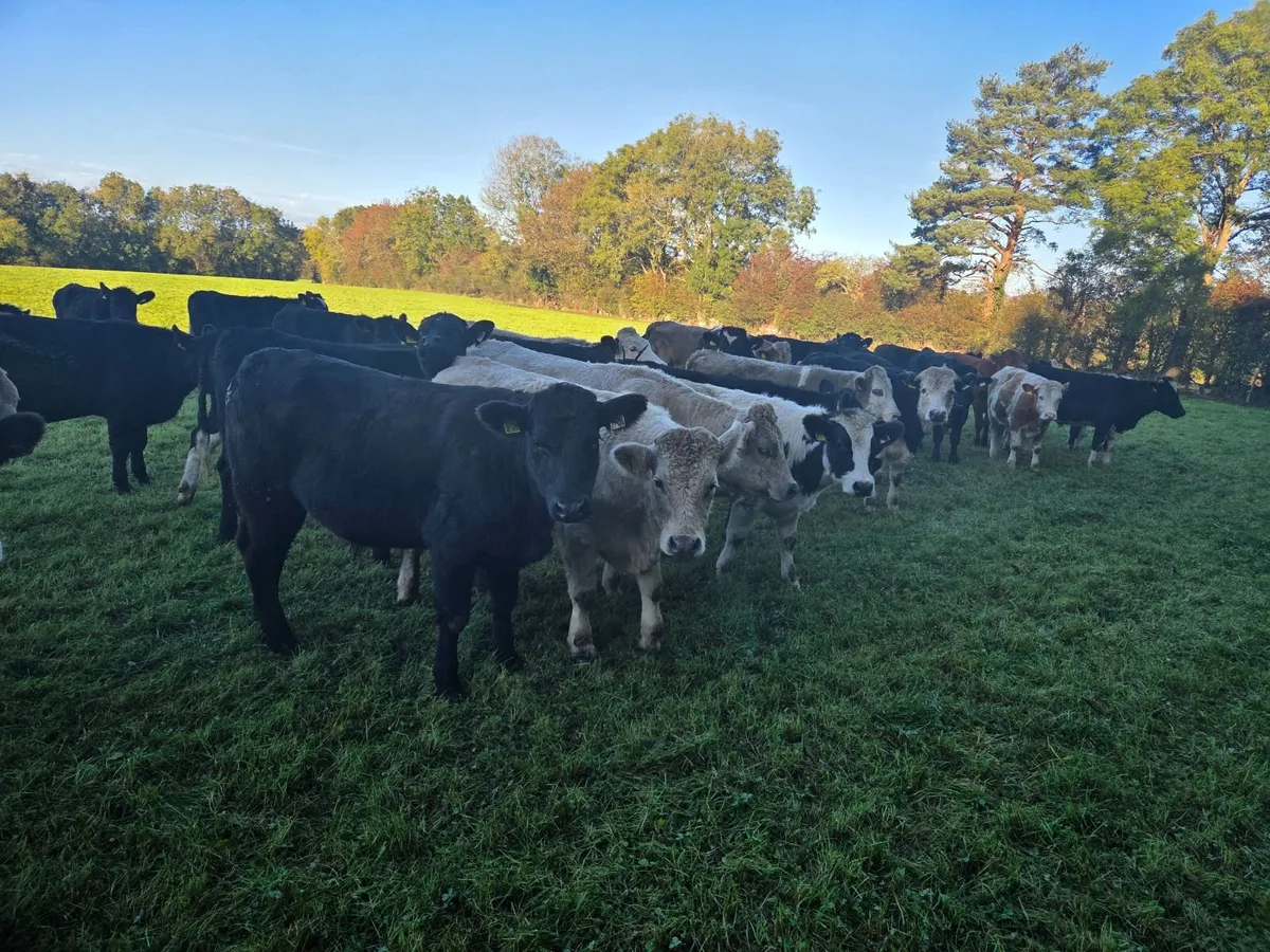 38 store bullocks and 25 store Heifers - Image 2