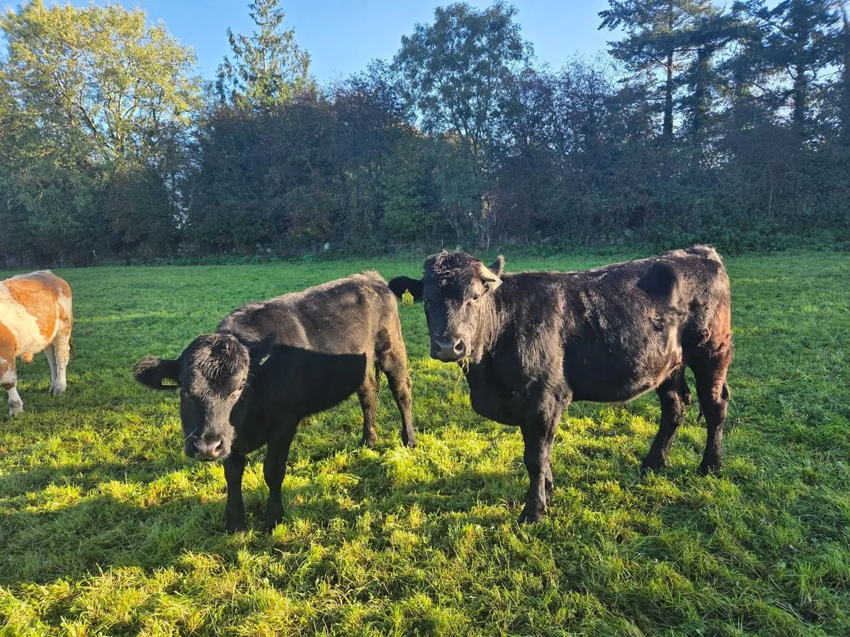 38 store bullocks and 25 store Heifers - Image 4