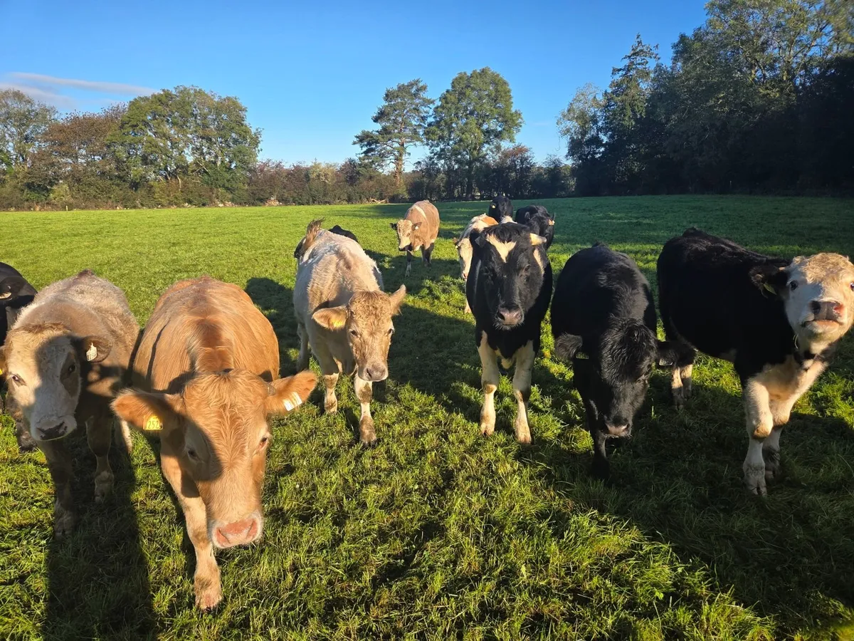 38 store bullocks and 25 store Heifers - Image 3