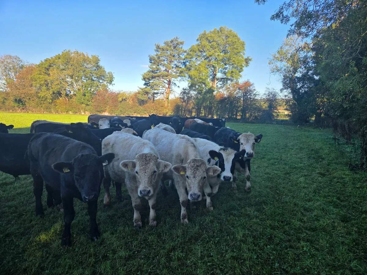 25 store Heifers - Image 1