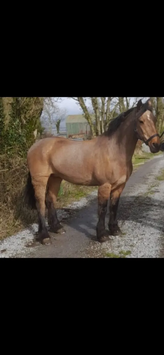17.1 Hands 3 yr Old Draft Connemara Cross Gelding - Image 3