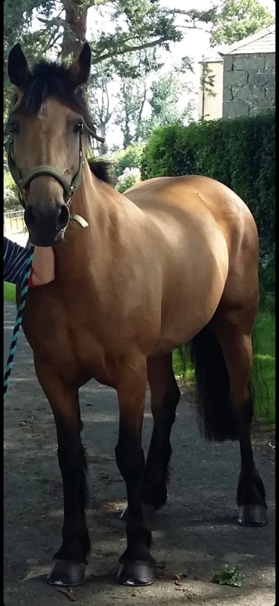 17.1 Hands 3 yr Old Draft Connemara Cross Gelding - Image 1