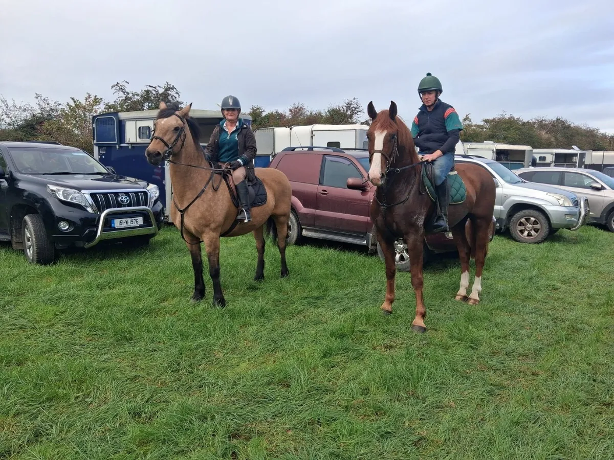 17.1 Hands 3 yr Old Draft Connemara Cross Gelding - Image 4