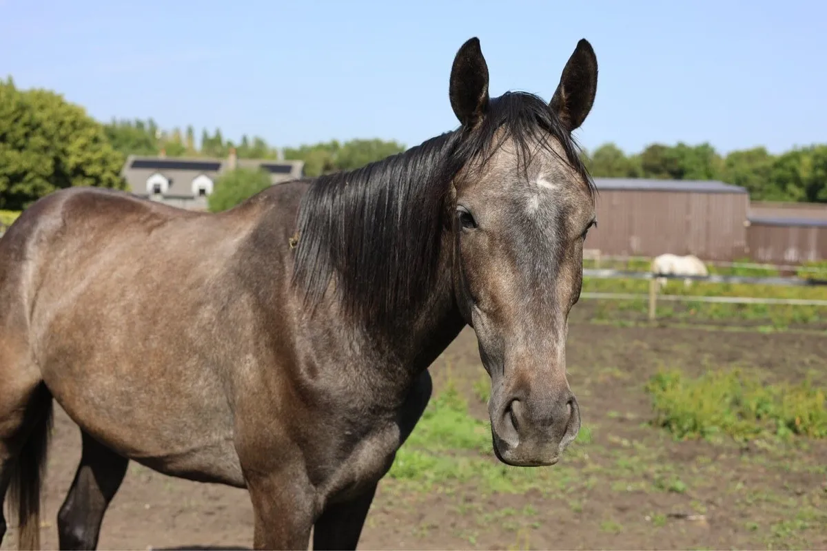 3yo gelding by Sumbal - Image 4
