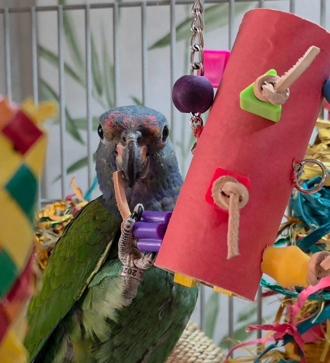 Pionus Blue Headed Parrot+ Celltei Birdie GoGo - Image 1
