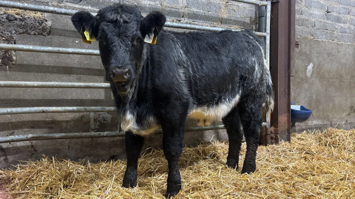 ⭐️ Blue Grey Limousin Heifer Wealing ⭐️ - Image 2