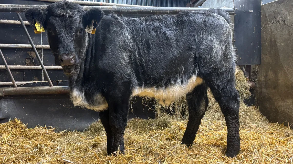 ⭐️ Blue Grey Limousin Heifer Wealing ⭐️ - Image 1
