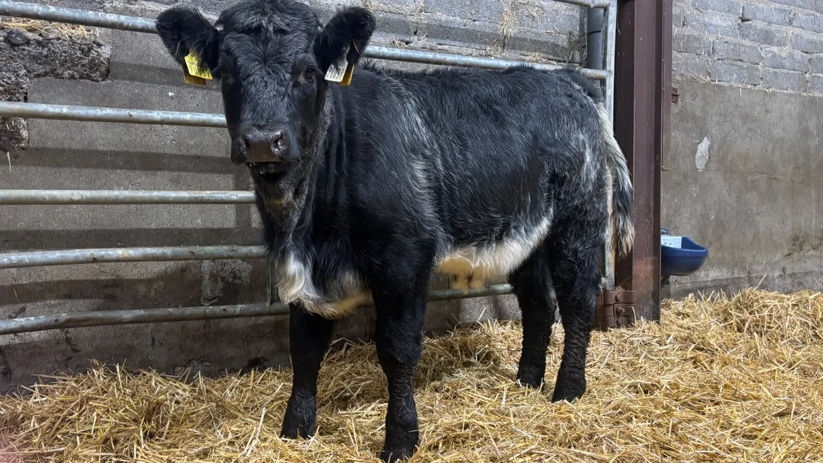 ⭐️ Blue Grey Limousin Heifer Wealing ⭐️ - Image 4