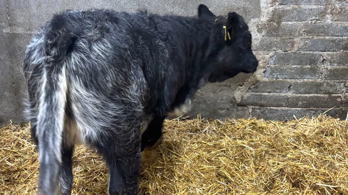 ⭐️ Blue Grey Limousin Heifer Wealing ⭐️ - Image 3