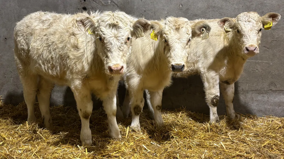 ⭐️ 3 Charolais Heifer Wealings ⭐️ - Image 3