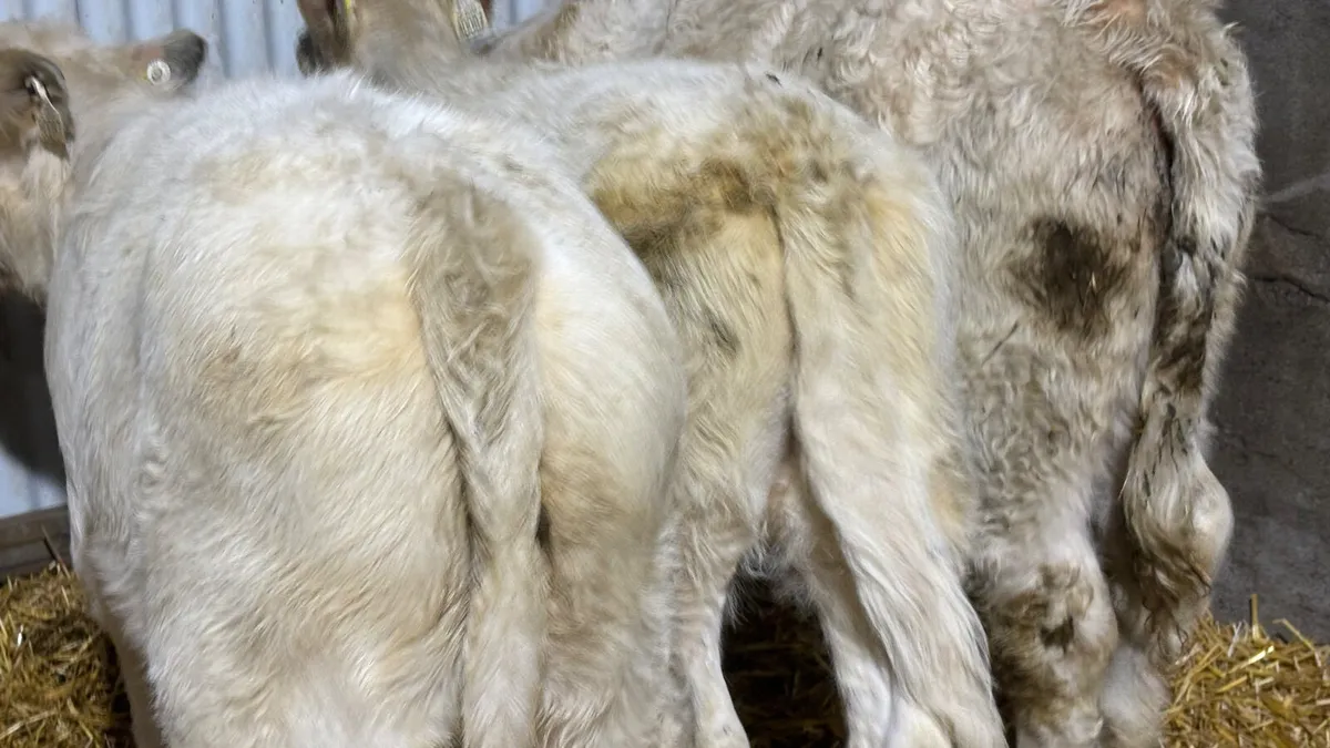 ⭐️ 3 Charolais Heifer Wealings ⭐️ - Image 2