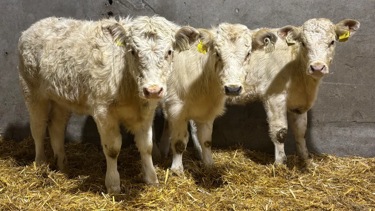 ⭐️ 3 Charolais Heifer Wealings ⭐️ - Image 1