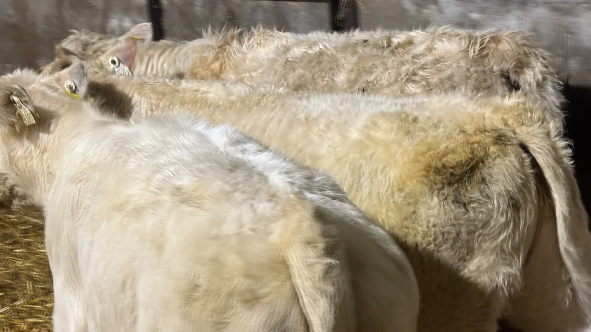 ⭐️ 3 Charolais Heifer Wealings ⭐️ - Image 4