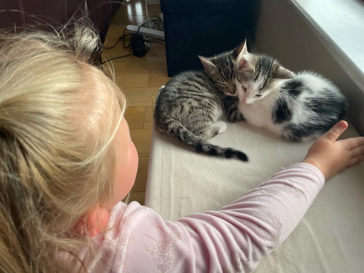 Two 7 month old cats - Image 3
