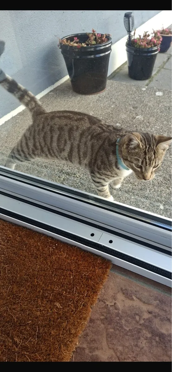 Two 7 month old cats - Image 4