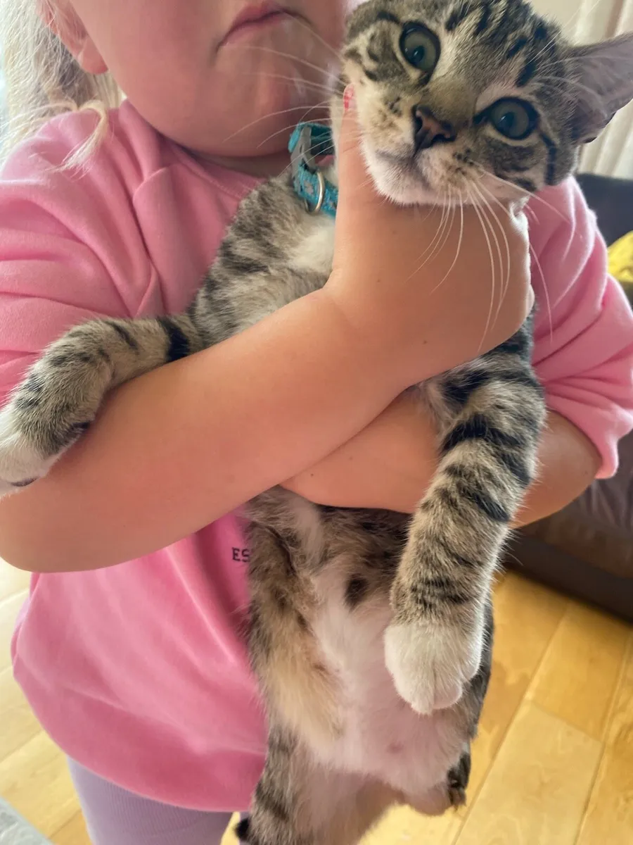 Two 7 month old cats - Image 2
