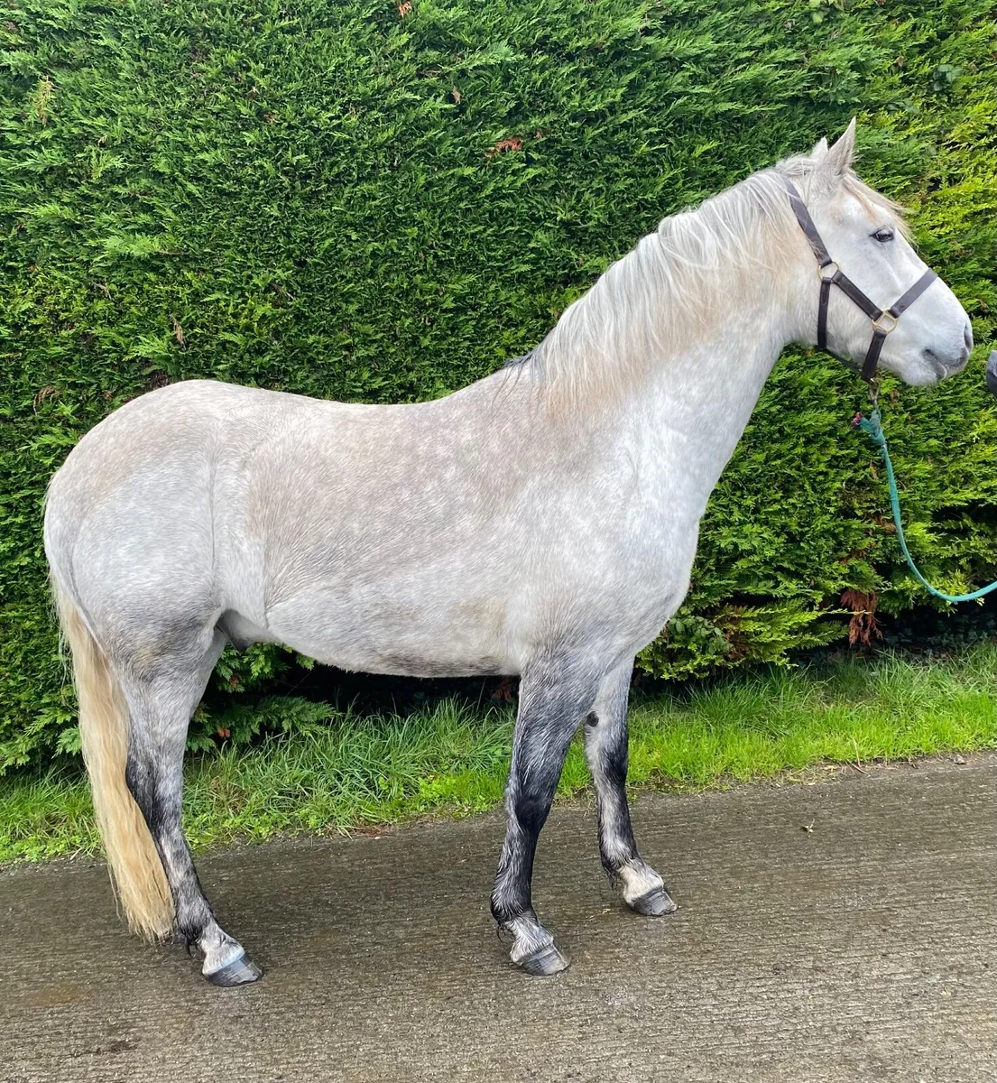 Smart Connie Gelding - Image 1