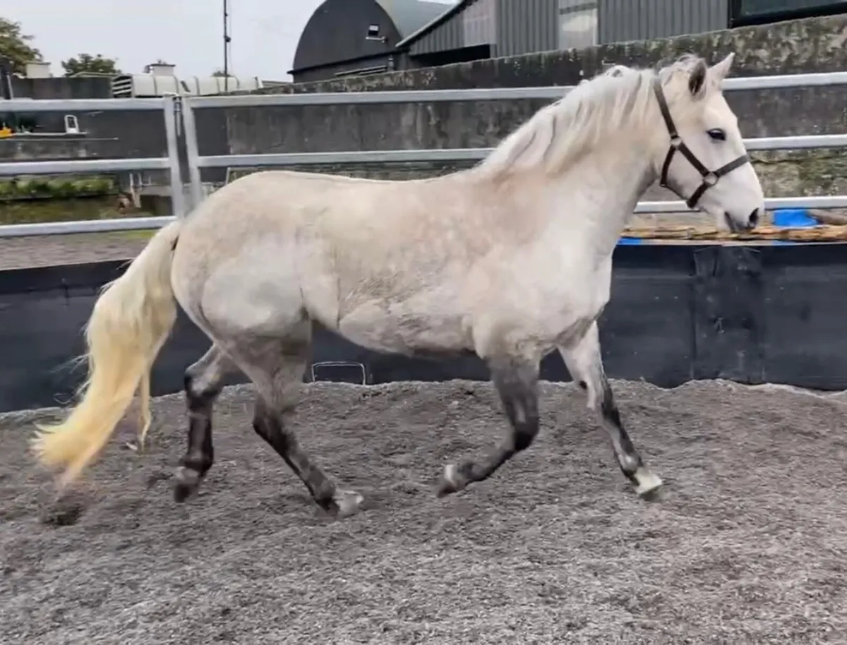 Smart Connie Gelding - Image 2