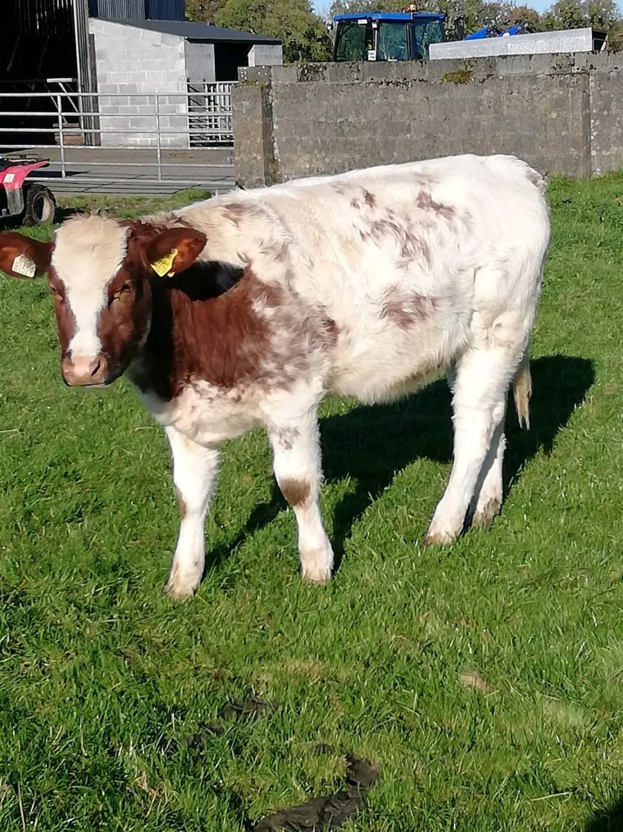 Heifer WEANLINGS Gort Mart 22nd Oct - Image 1