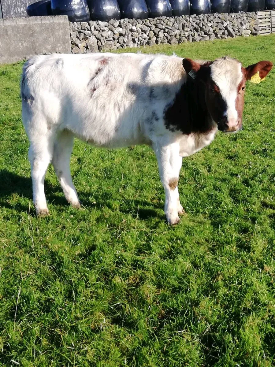 Heifer WEANLINGS Gort Mart 22nd Oct - Image 2
