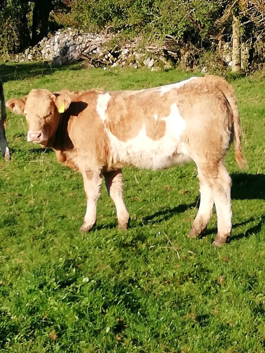 Heifer WEANLINGS Gort Mart 22nd Oct - Image 3